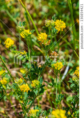 Medicago falcata, plant species of the genus Medicago. It is native to much of Europe and Asia 130854421