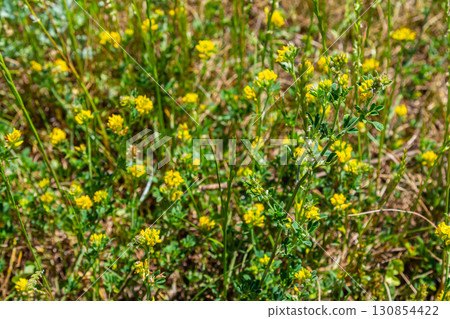 Medicago falcata, plant species of the genus Medicago. It is native to much of Europe and Asia Medicago falcata, plant species of the genus Medicago. It is native to much of Europe and Asia 130854422