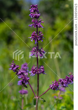 Purple lilac sage - a beautiful ornamental plant in the naturalistic native border in the cottage garden. Salvia verticillata Purple Rain Purple lilac sage - a beautiful ornamental plant in the naturalistic native border in the cottage garden. Salvia verticillata Purple Rain 130854423