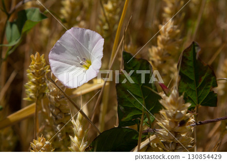 Field bindweed or Convolvulus arvensis European bindweed Creeping Jenny Possession vine herbaceous perennial plant with open and closed white flowers surrounded with dense green leaves 130854429
