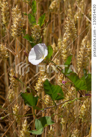 Field bindweed or Convolvulus arvensis European bindweed Creeping Jenny Possession vine herbaceous perennial plant with open and closed white flowers surrounded with dense green leaves Field bindweed or Convolvulus arvensis European bindweed Creeping Jenny Possession vine herbaceous perennial plant with open and closed white flowers surrounded with dense green leaves 130854430