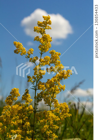 Closeup yellow flowers of lady's bedstraw, yellow bedstraw Galium verum in a Dutch garden. Family Rubiaceae. Summer, August, Netherlands 130854433