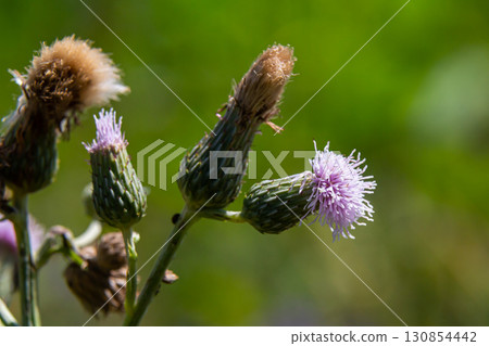 Creeping thistles in a summer meadow Creeping thistles in a summer meadow 130854442