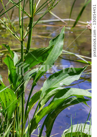 Phreatophyte. American water plantain Alisma plantago-aquatica in swampy-forest river water. Northeast Europe grow on river bank washed away by current, spring water erosion Phreatophyte. American water plantain Alisma plantago-aquatica in swampy-forest river water. Northeast Europe grow on river bank washed away by current, spring water erosion 130854451