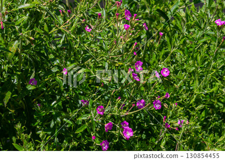 willow-herb epilobium hirsutum during flowering. Medicinal plant with red flowers 130854455