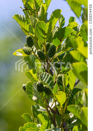 Green and brown alder cones, alder catkins and green leaves 130854456