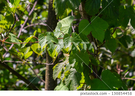 hop leaves. Humulus. green leaves of a climbing plant. natural autumn background, leaves close up. light, bright hop leaves. 130854458