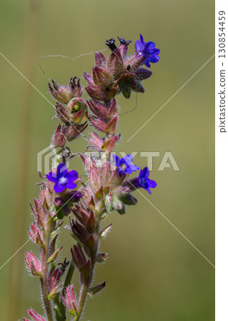 Anchusa officinalis, commonly known as the common bugloss or alkanet with green background 130854459