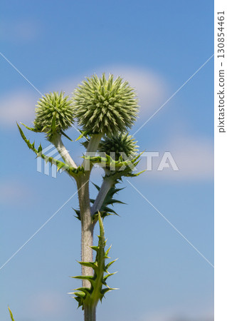 In the wild, the honey plant echinops sphaerocephalus blooms 130854461