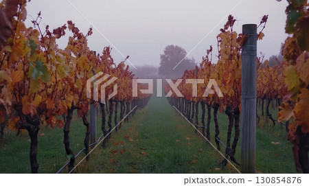 Autumn Vineyard Rows Misty Morning Vineyard Landscape Photography fog red wine fall view farm calm 130854876