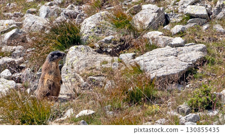Wild marmot in alpine rocky landscape Alps 130855435