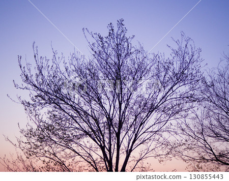 Tree silhouette floating in the sunset sky Tree silhouette floating in the sunset sky 130855443