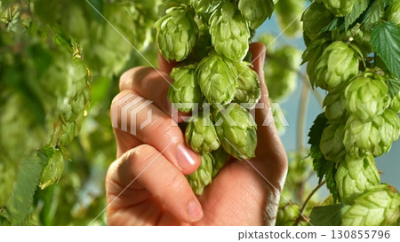 Macro shot of a farmer controlling hop cones on a farm Macro shot of a farmer controlling hop cones on a farm 130855796