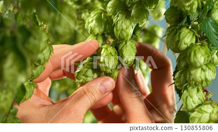 Macro shot of a farmer controlling hop cones on a farm 130855806
