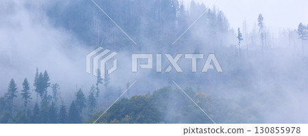 Pine trees black stylized silhouette photo 130855978