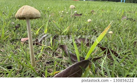 草地上生長的蘑菇 130856222