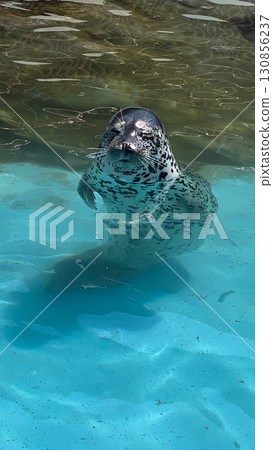 Swimming seal 130856237
