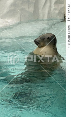 Swimming seal 130856238