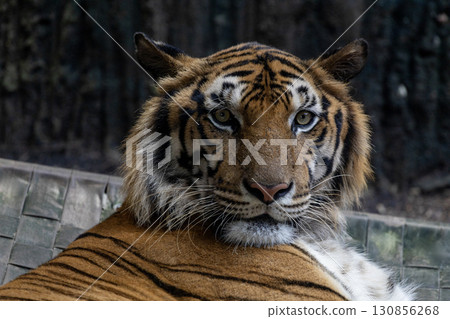 Close up head bengal tiger is beautiful animal and dangerous in forest Close up head bengal tiger is beautiful animal and dangerous in forest 130856268