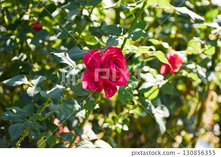 Red autumn rose Red autumn rose 130856355