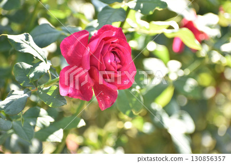 Red autumn rose 130856357