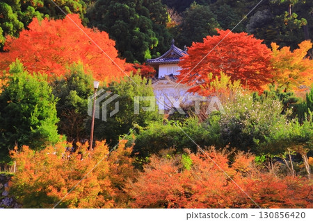 Autumn leaves in the grounds of the East Corner Tower of Izushi Castle Ruins (Izushi-cho, Toyooka City, Hyogo Prefecture) Autumn leaves in the grounds of the East Corner Tower of Izushi Castle Ruins (Izushi-cho, Toyooka City, Hyogo Prefecture) 130856420
