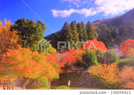 Autumn leaves in the grounds of the East Corner Tower of Izushi Castle Ruins (Izushi-cho, Toyooka City, Hyogo Prefecture) Autumn leaves in the grounds of the East Corner Tower of Izushi Castle Ruins (Izushi-cho, Toyooka City, Hyogo Prefecture) 130856421