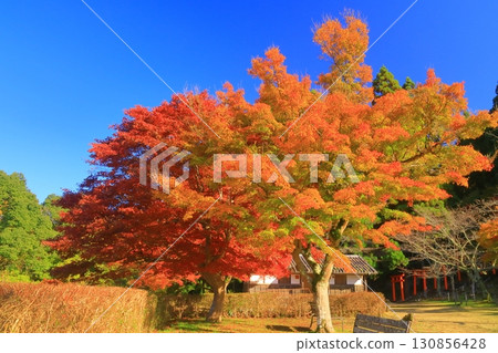 出石城二之丸的紅葉(兵庫縣豐岡市出石町) 出石城二之丸的紅葉(兵庫縣豐岡市出石町) 130856428