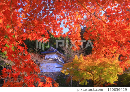 出石城跡東角境內的紅葉(兵庫縣豐岡市出石町) 出石城跡東角境內的紅葉(兵庫縣豐岡市出石町) 130856429