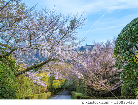 Somei-yoshino and Mame-zakura cherry blossoms in full bloom along the central path of Onshi-Hakone Park Somei-yoshino and Mame-zakura cherry blossoms in full bloom along the central path of Onshi-Hakone Park 130856436