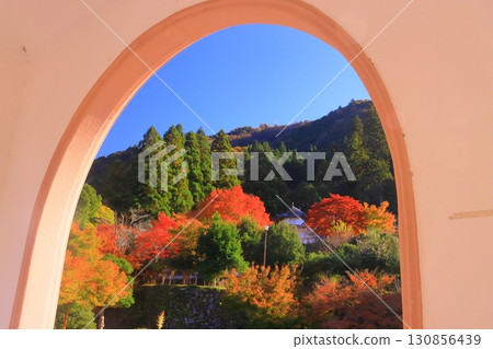 出石城跡的紅葉(兵庫縣豐岡市出石町) 出石城跡的紅葉(兵庫縣豐岡市出石町) 130856439
