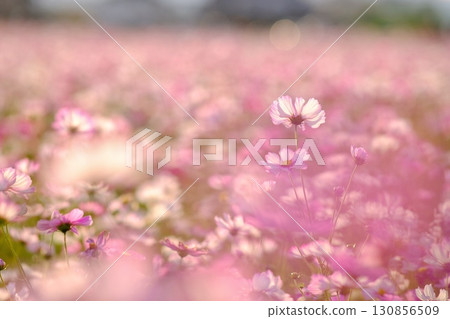 盛開的波斯菊田 130856509