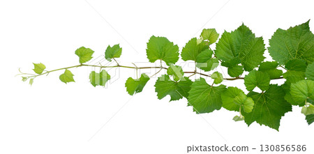 vine frame leaf vine Isolate on transparent background PNG file 130856586