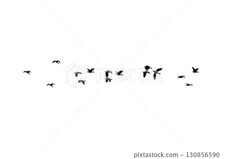 Bird sillhouette Flock black birds. Flocks of flying pigeons isolated on background. Save with clipping path. flying birds formation of pigeons many isolated for backgound PNG Bird sillhouette Flock black birds. Flocks of flying pigeons isolated on background. Save with clipping path. flying birds formation of pigeons many isolated for backgound PNG 130856590