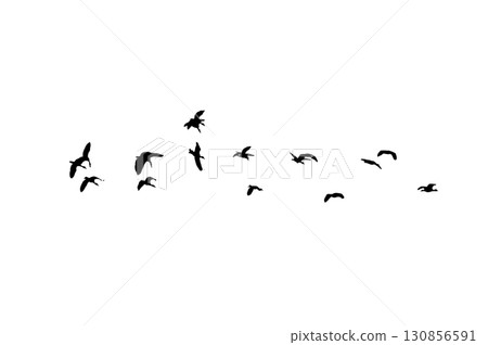 Bird sillhouette Flock black birds. Flocks of flying pigeons isolated on background. Save with clipping path. flying birds formation of pigeons many isolated for backgound PNG Bird sillhouette Flock black birds. Flocks of flying pigeons isolated on background. Save with clipping path. flying birds formation of pigeons many isolated for backgound PNG 130856591