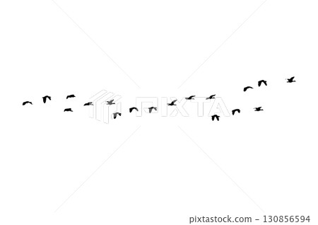 Bird sillhouette Flock black birds. Flocks of flying pigeons isolated on background. Save with clipping path. flying birds formation of pigeons many isolated for backgound PNG 130856594
