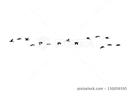 Bird sillhouette Flock black birds. Flocks of flying pigeons isolated on background. Save with clipping path. flying birds formation of pigeons many isolated for backgound PNG 130856595
