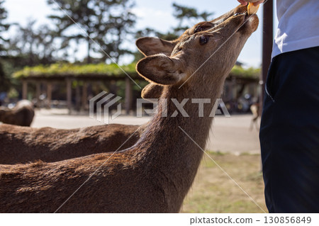 Two sika deer in Nara Japan stand close reaching for treat from tourist under soft natural light Two sika deer in Nara Japan stand close reaching for treat from tourist under soft natural light 130856849