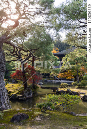 Japanese garden in Kyoto with pond maple and pine trees in autumn colors lit by setting sun Japanese garden in Kyoto with pond maple and pine trees in autumn colors lit by setting sun 130856889