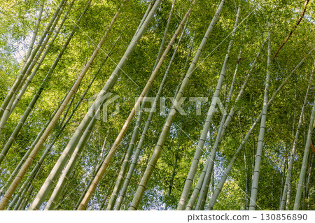 Bamboo grove in Japan with tall vertical trunks, dense green foliage illuminated by bright sunlight 130856890