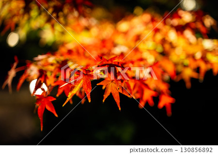 Bright red maple leaves on branch illuminated by artificial light with autumn colors and dark bokeh Bright red maple leaves on branch illuminated by artificial light with autumn colors and dark bokeh 130856892