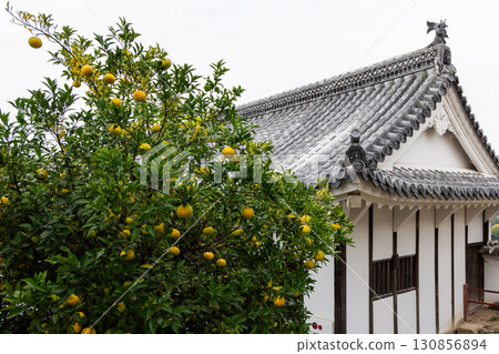 Citrus tree with ripe yellow fruits near Japanese building with kawara roof inside Himeji Castle 130856894