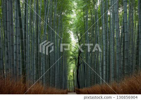 Kyoto Arashiyama Bamboo Grove view with framed path tall green stalks and gentle natural sunlight 130856904