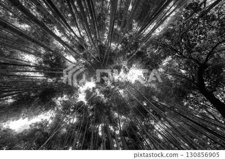 Upward black and white scene in Kyoto Arashiyama Bamboo Grove with textured crowns and light play Upward black and white scene in Kyoto Arashiyama Bamboo Grove with textured crowns and light play 130856905