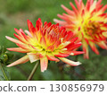 Beautiful Yellow Cactus Dahlia Flower in the Morning Light 130856979