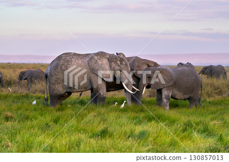 非洲象母子站在安博塞利的草原上 130857013