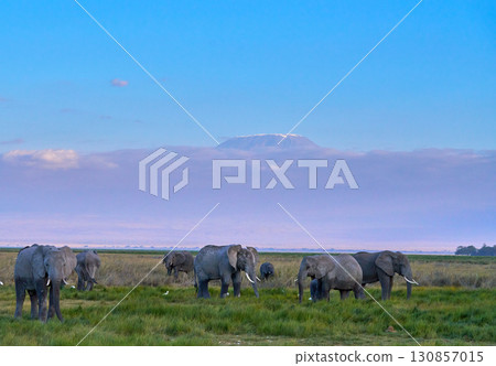 African elephants standing out against the Amboseli landscape and Mount Kilimanjaro African elephants standing out against the Amboseli landscape and Mount Kilimanjaro 130857015