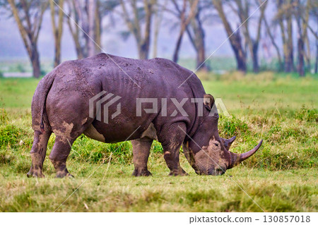 納庫魯湖國家公園裡吃草的犀牛 130857018