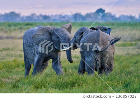 年輕的非洲像在安博塞利草原上嬉戲 130857022