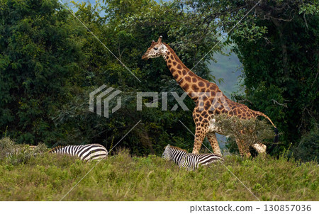 Giraffes and zebras coexist in the shadows of the forest 130857036